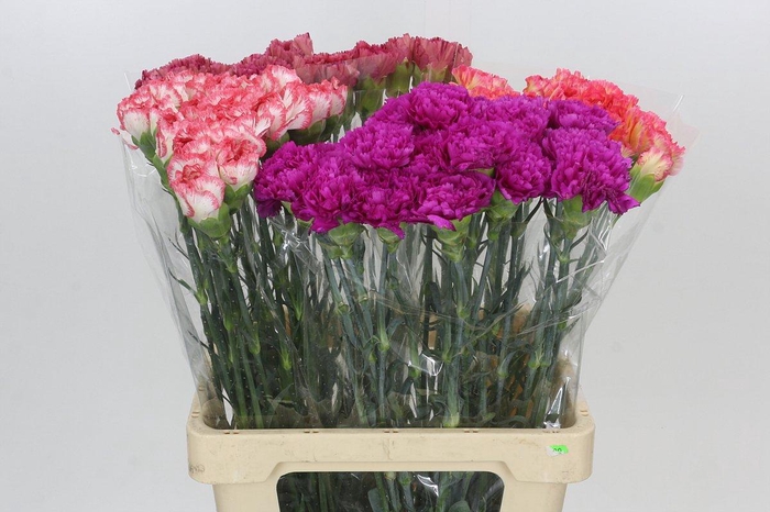 <h4>Dianthus St Mixed in Bunch</h4>