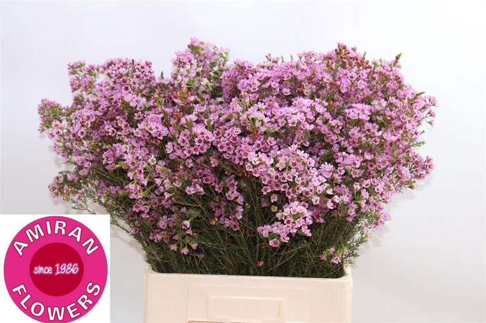 <h4>CHAME PAINTED LAD</h4>