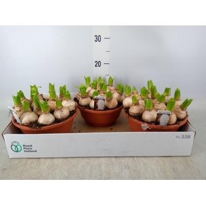 Hyacinthus orie. 'Pearl White'