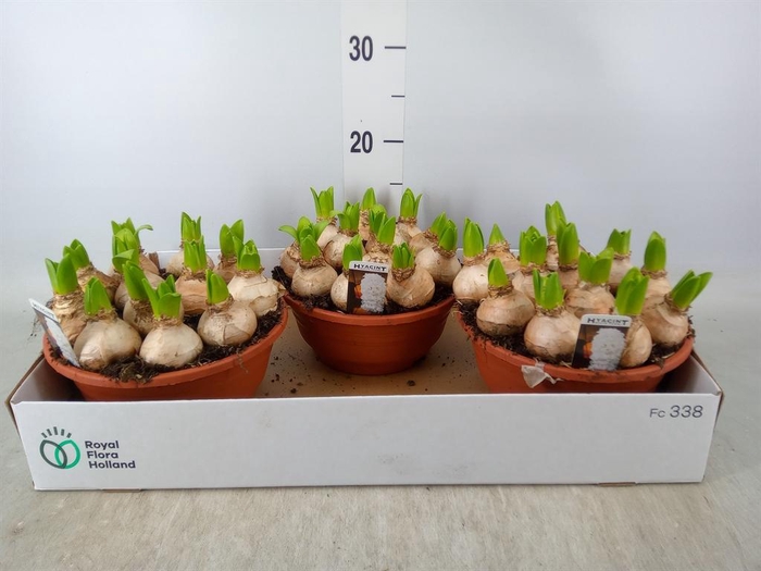 <h4>Hyacinthus orie. 'Pearl White'</h4>