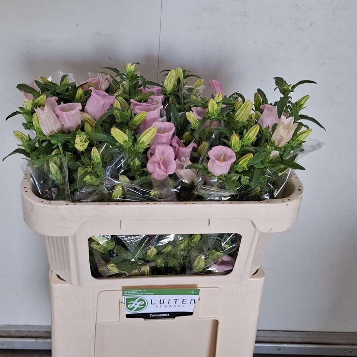 <h4>CAMP M PEARL PINK</h4>