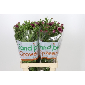 Ranunculus Magical Raspberry