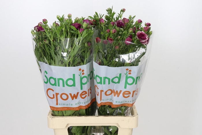 <h4>Ranunculus Magical Raspberry</h4>
