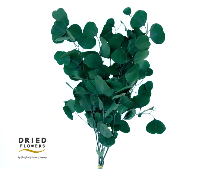 <h4>Dried Bleached Eucalyptus Populus Green</h4>