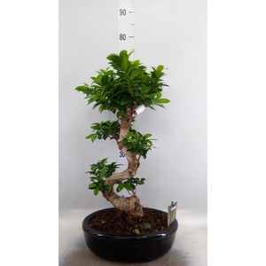 Ficus microcarpa 'Ginseng'