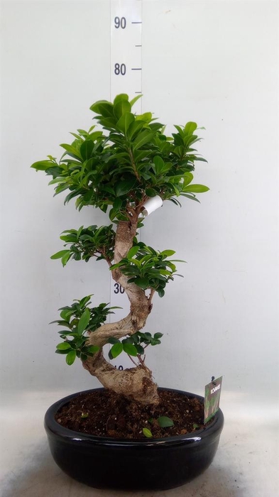 <h4>Ficus microcarpa 'Ginseng'</h4>
