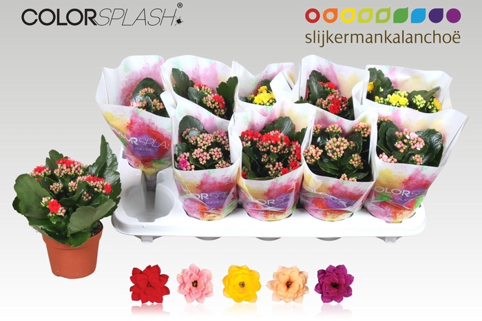 <h4>KAL GE GEM 5 KL</h4>