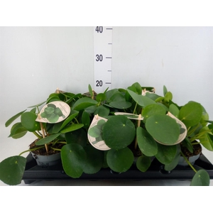 Pilea peperomioides