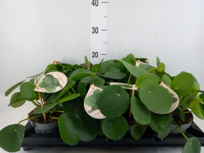 <h4>Pilea peperomioides</h4>