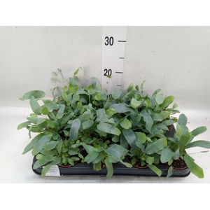 Phlebodium aureum 'Blue Star'