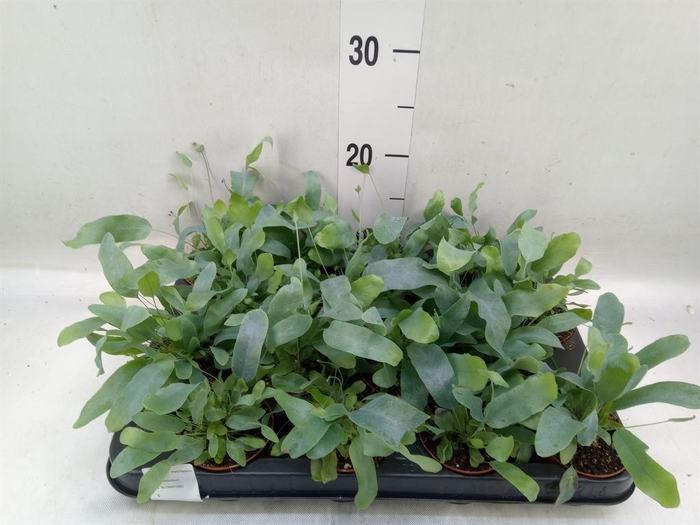 <h4>Phlebodium aureum 'Blue Star'</h4>