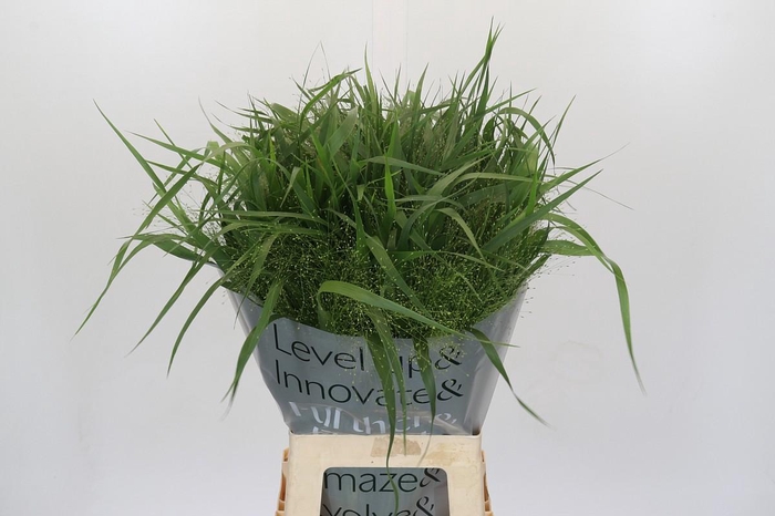 <h4>PANICUM FOUNTAIN</h4>