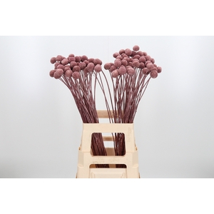 Craspedia Kl Bh Rose Goud Xl