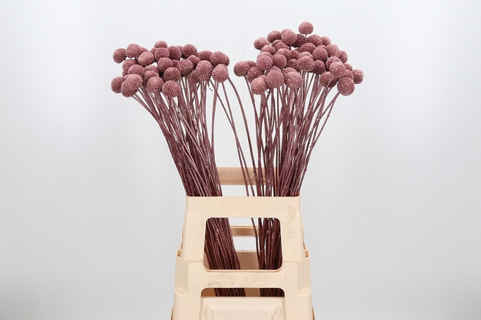 <h4>Craspedia Kl Bh Rose Goud Xl</h4>
