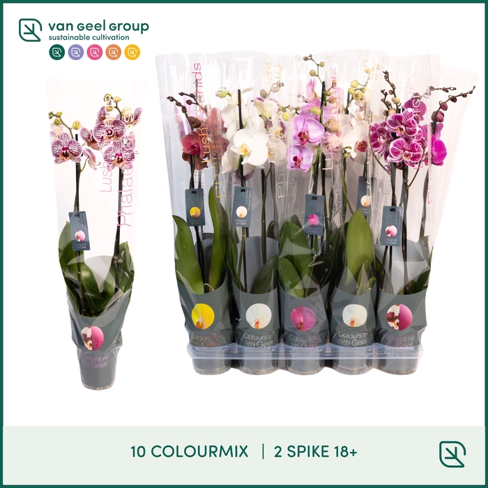 <h4>Phal Gem 10 Kl 3tak</h4>
