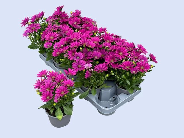 <h4>OSTEO FP PURPLE</h4>