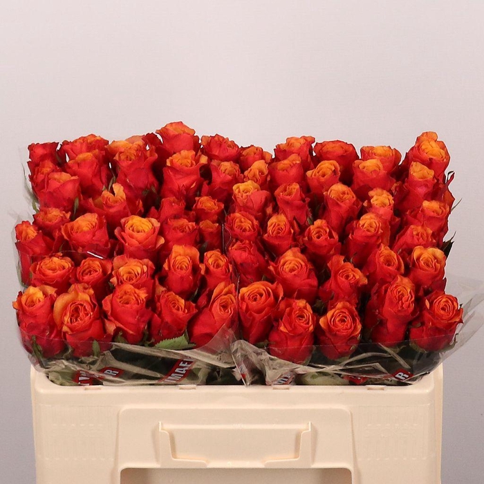 <h4>Rosa large espana</h4>