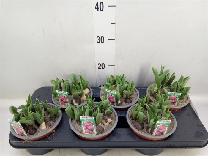 <h4>Tulipa DU ...</h4>