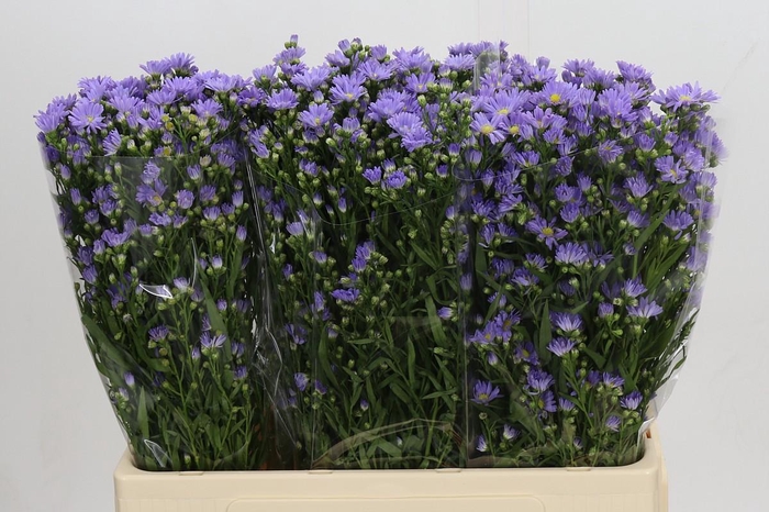 <h4>Aster Cassandra</h4>