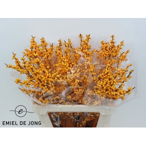 Ilex Ve Gold Verboom