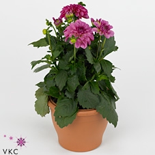 DAHL D LAB GR D PINK