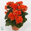 Begonia ''reina'' oranje 13 cm Decorum