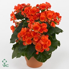 Begonia elat. DU 'Reina'