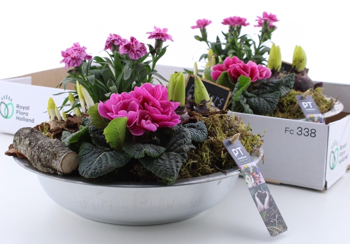 <h4>ARR PL IN SCHAAL</h4>