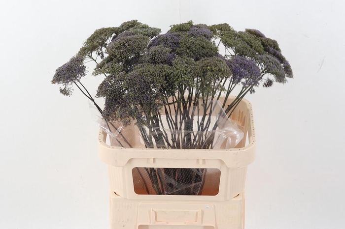 <h4>Trach Blue Shine</h4>