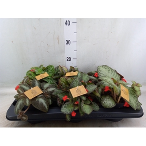 Episcia   ...