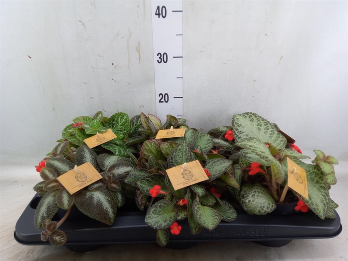 <h4>Episcia   ...</h4>