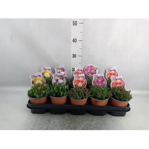 Delosperma coop.