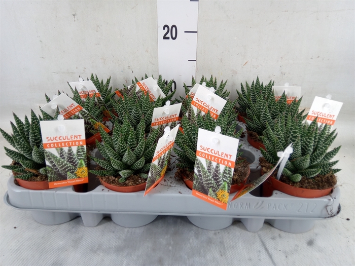 <h4>Haworthia   ...</h4>