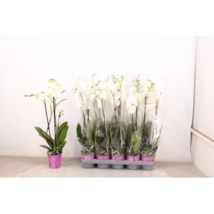 PHAL F LIVELY