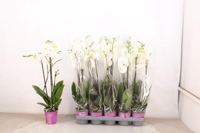 <h4>PHAL F LIVELY</h4>