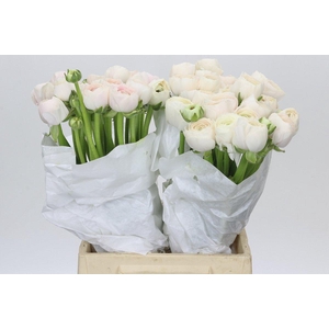 Ranunculus Clooney Hanoi