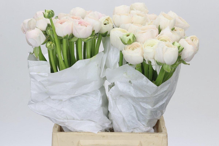 <h4>Ranunculus Clooney Hanoi</h4>