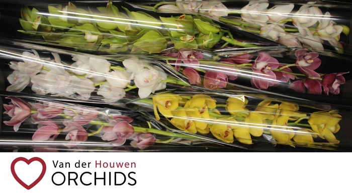 <h4>80 cm gemengd</h4>