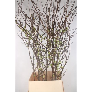 Chaenomeles Superba White Ex