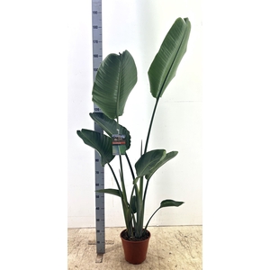 STRELITZIA NICOLAI