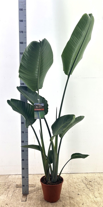 <h4>STRELITZIA NICOLAI</h4>