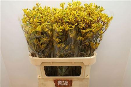 <h4>Anigoz Yellow Gem</h4>