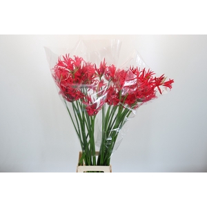 Nerine Desi