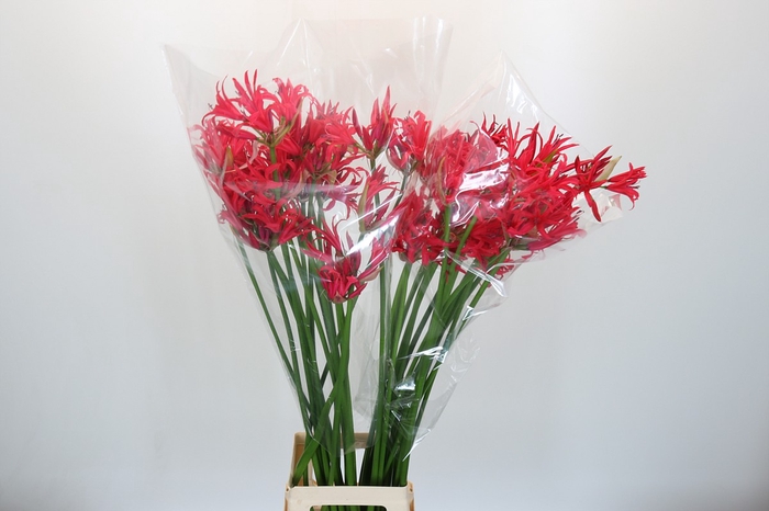<h4>Nerine Desi</h4>