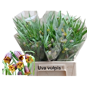 Frit Uva-vulpis