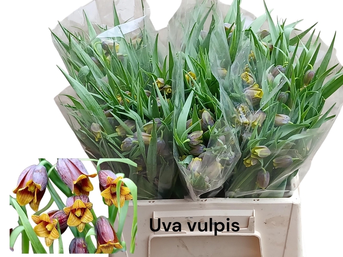 <h4>Frit Uva-vulpis</h4>