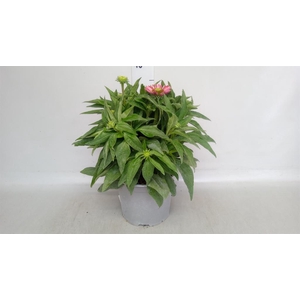 Echinacea purp. 'Sunmagic'