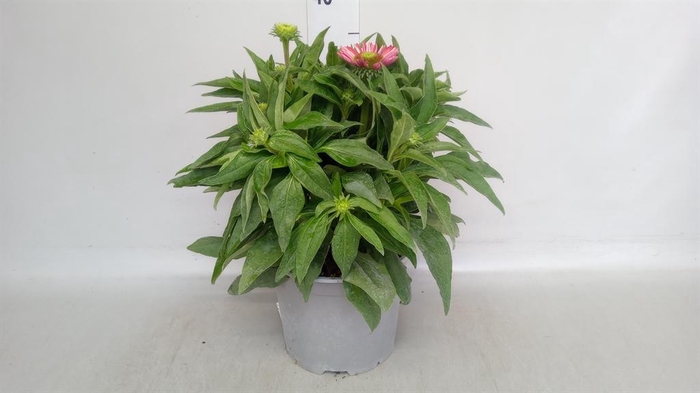 <h4>Echinacea purp. 'Sunmagic'</h4>