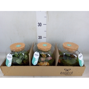 Arr.   Planten H%