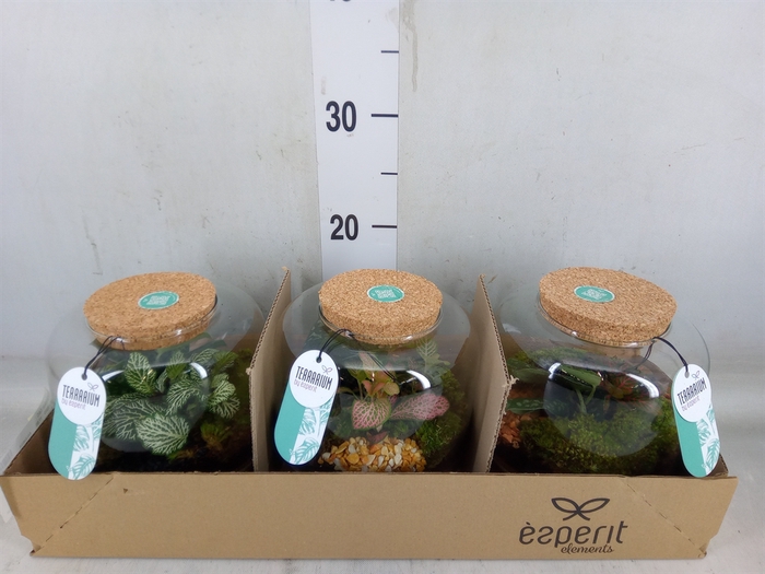 <h4>Arr.   Planten H%</h4>
